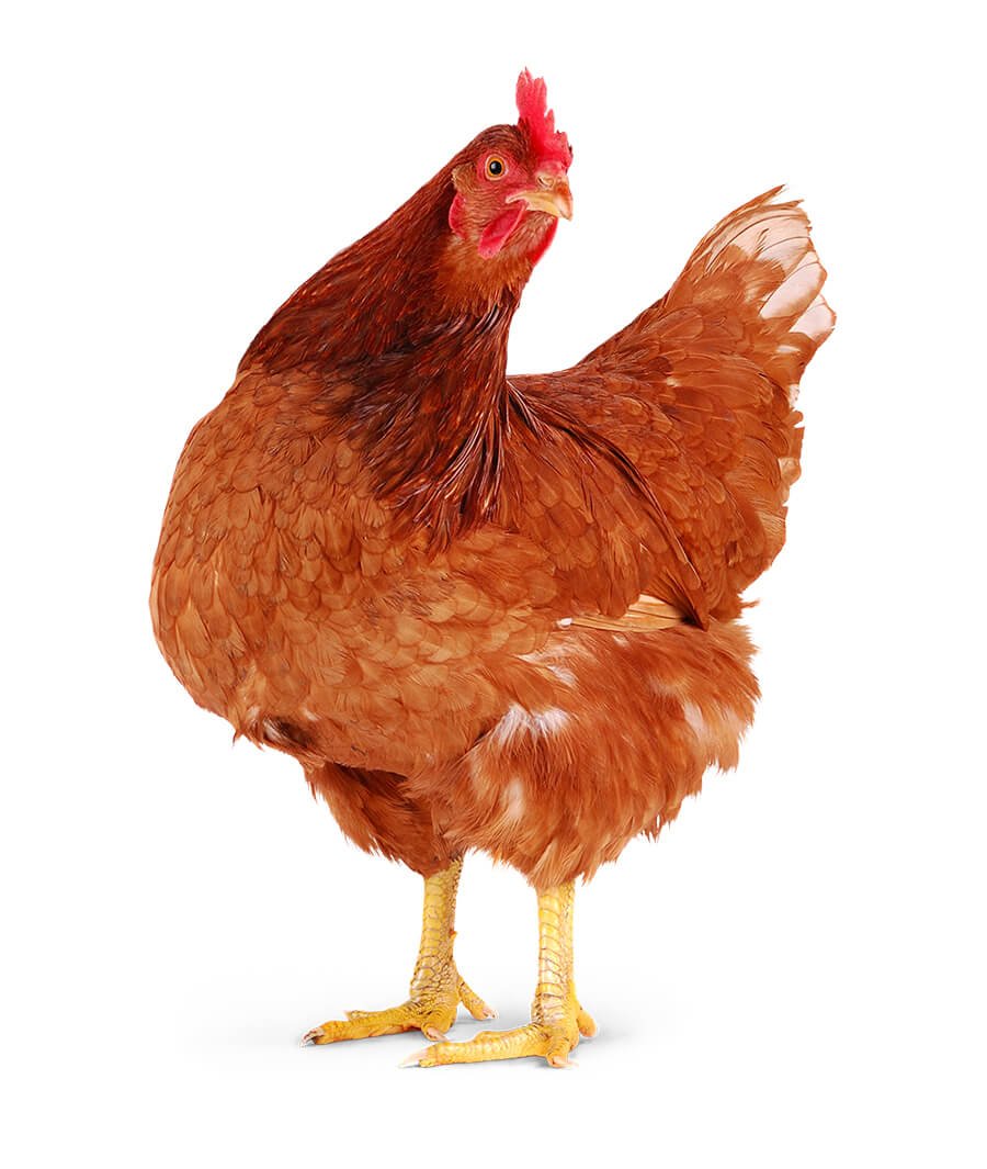 Pran Dhaka Cheese 100gm Dashi Freash